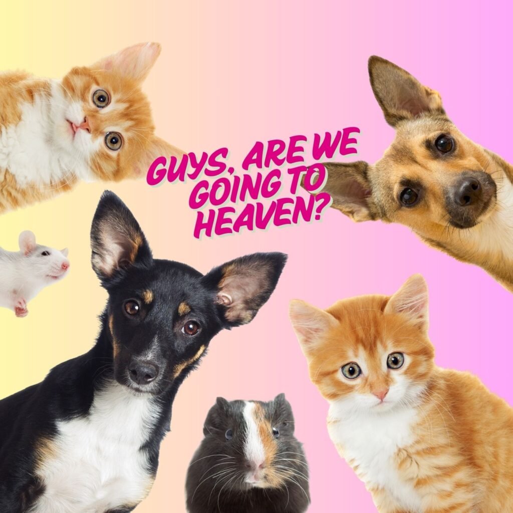 Episode 5 do pets go to heaven according to the bible doubts and questions