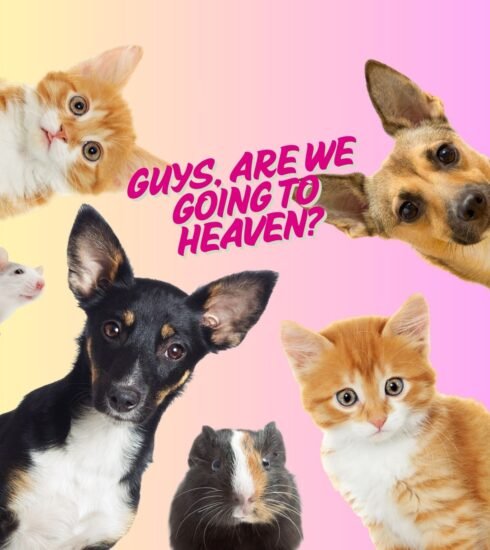Episode 5 do pets go to heaven according to the bible doubts and questions